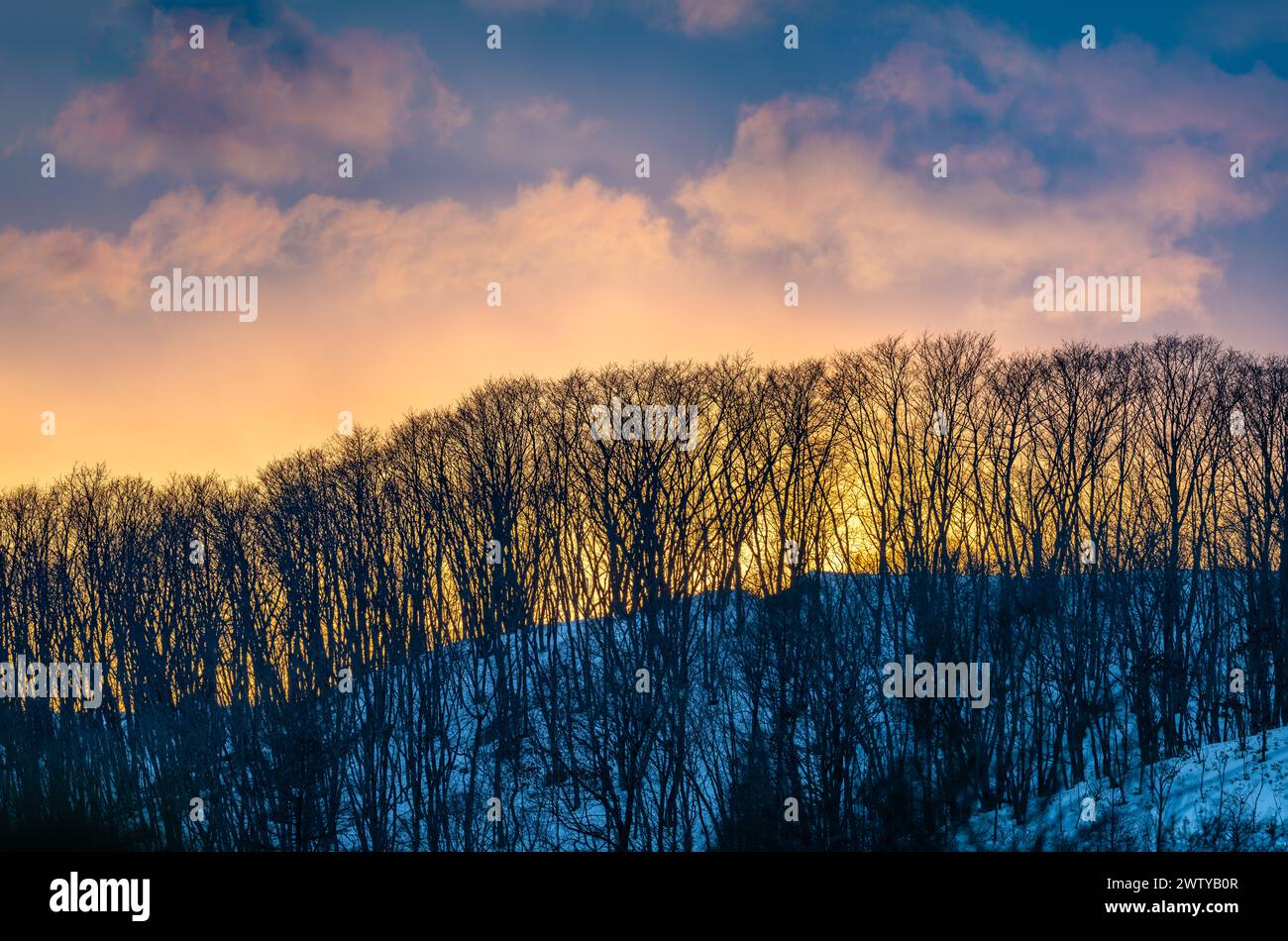 Winter sunset over forest and mountains. Hokkaido, Japan. Stock Photo