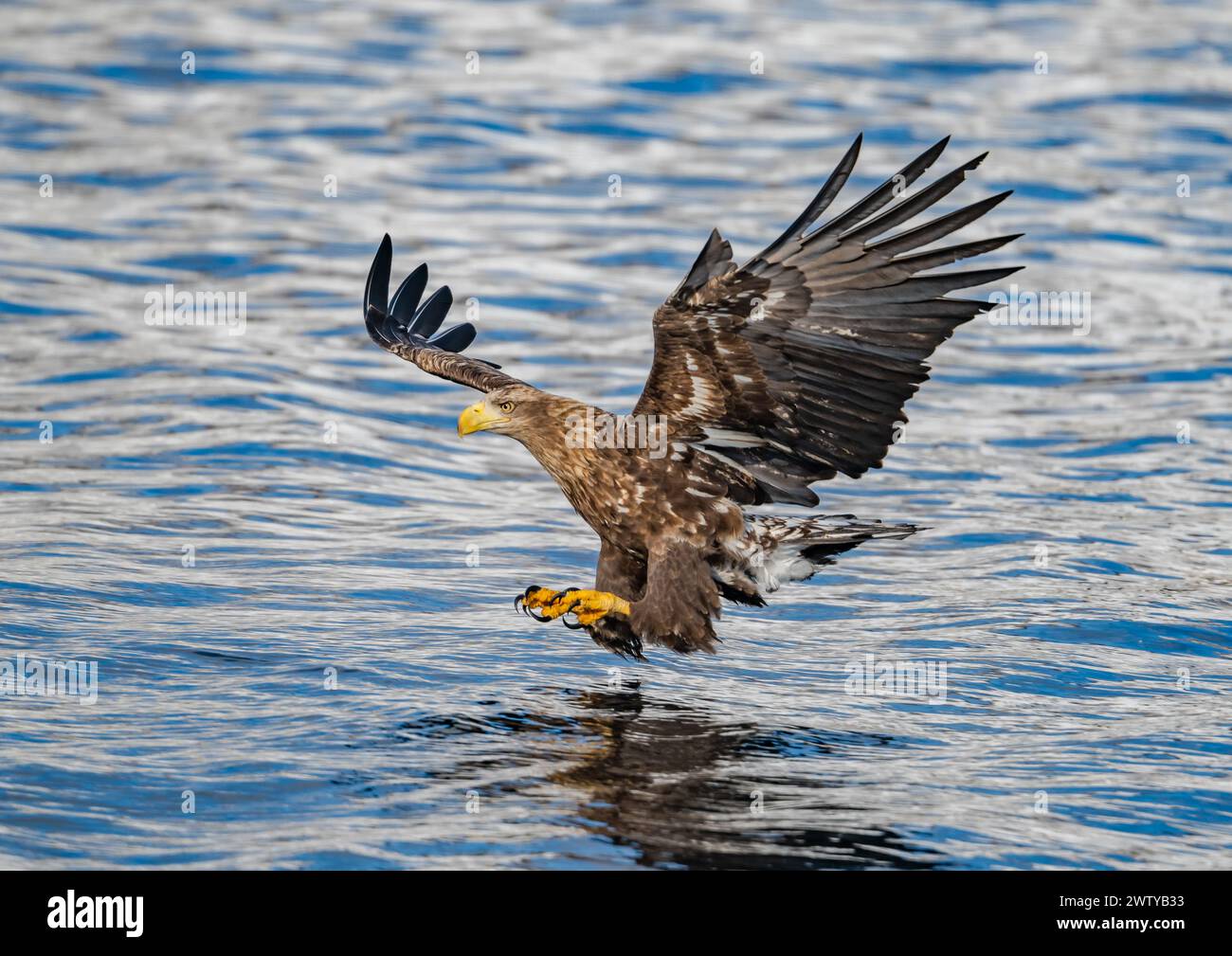A White-tailed Eagle (Haliaeetus albicilla) pouncing on a fish. This is one photo out of a series. Hokkaido, Japan. Stock Photo
