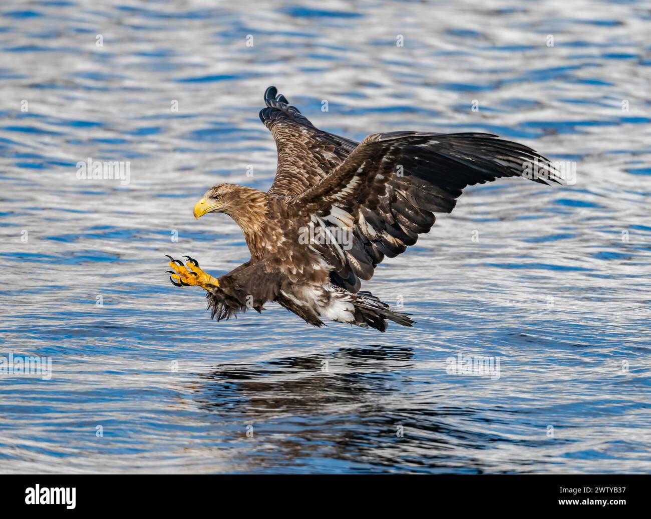 A White-tailed Eagle (Haliaeetus albicilla) pouncing on a fish. This is one photo out of a series. Hokkaido, Japan. Stock Photo