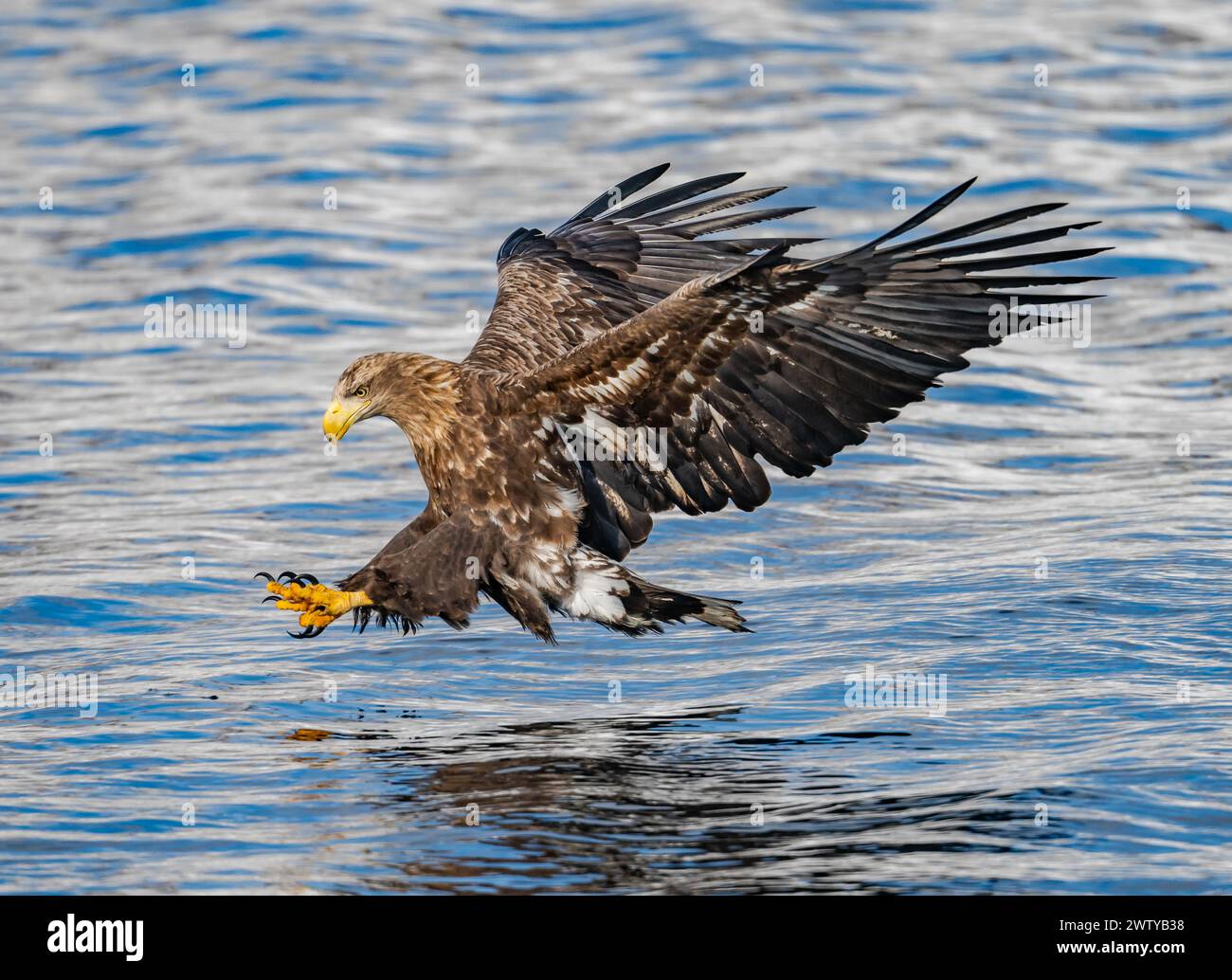A White-tailed Eagle (Haliaeetus albicilla) pouncing on a fish. This is one photo out of a series. Hokkaido, Japan. Stock Photo