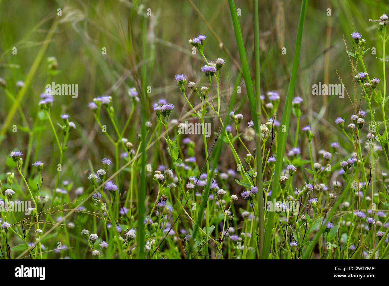 Flower of Tropic Ageratum, praxelis in the grassland at the countryside ...