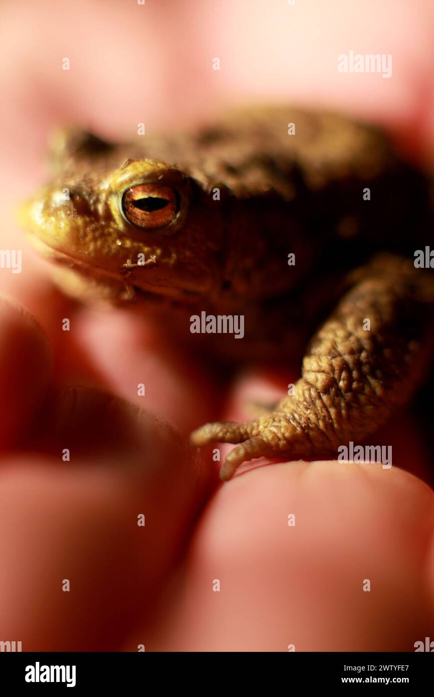 Toadspawn hi-res stock photography and images - Alamy