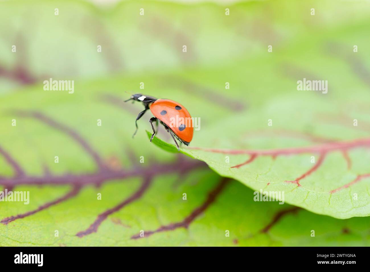 An arthropod insect, the ladybug, is perched on a green leaf of a terrestrial plant. These red bugs are beneficial organisms that prey on pests like b Stock Photo
