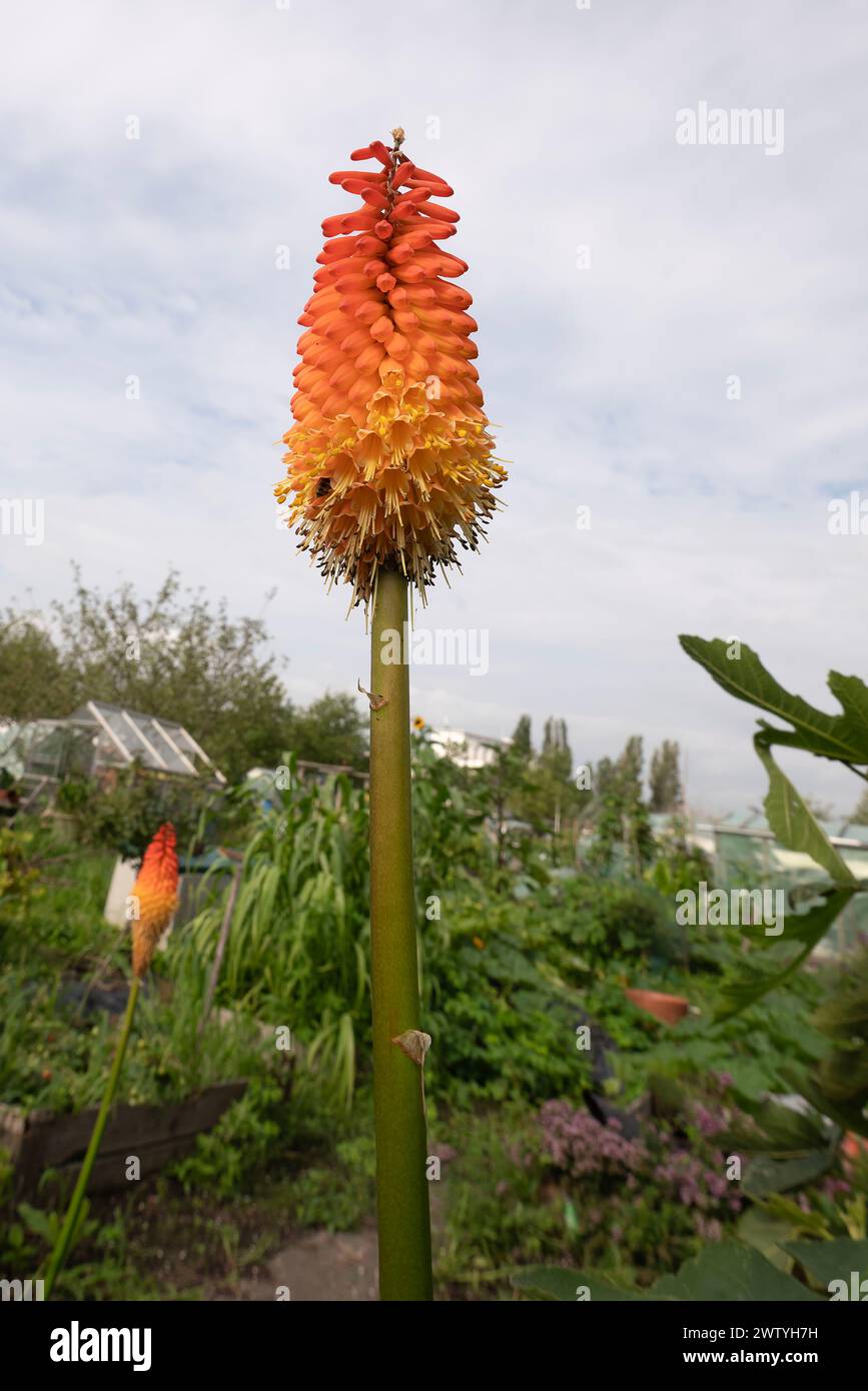 Tall majestic blooms hi-res stock photography and images - Alamy