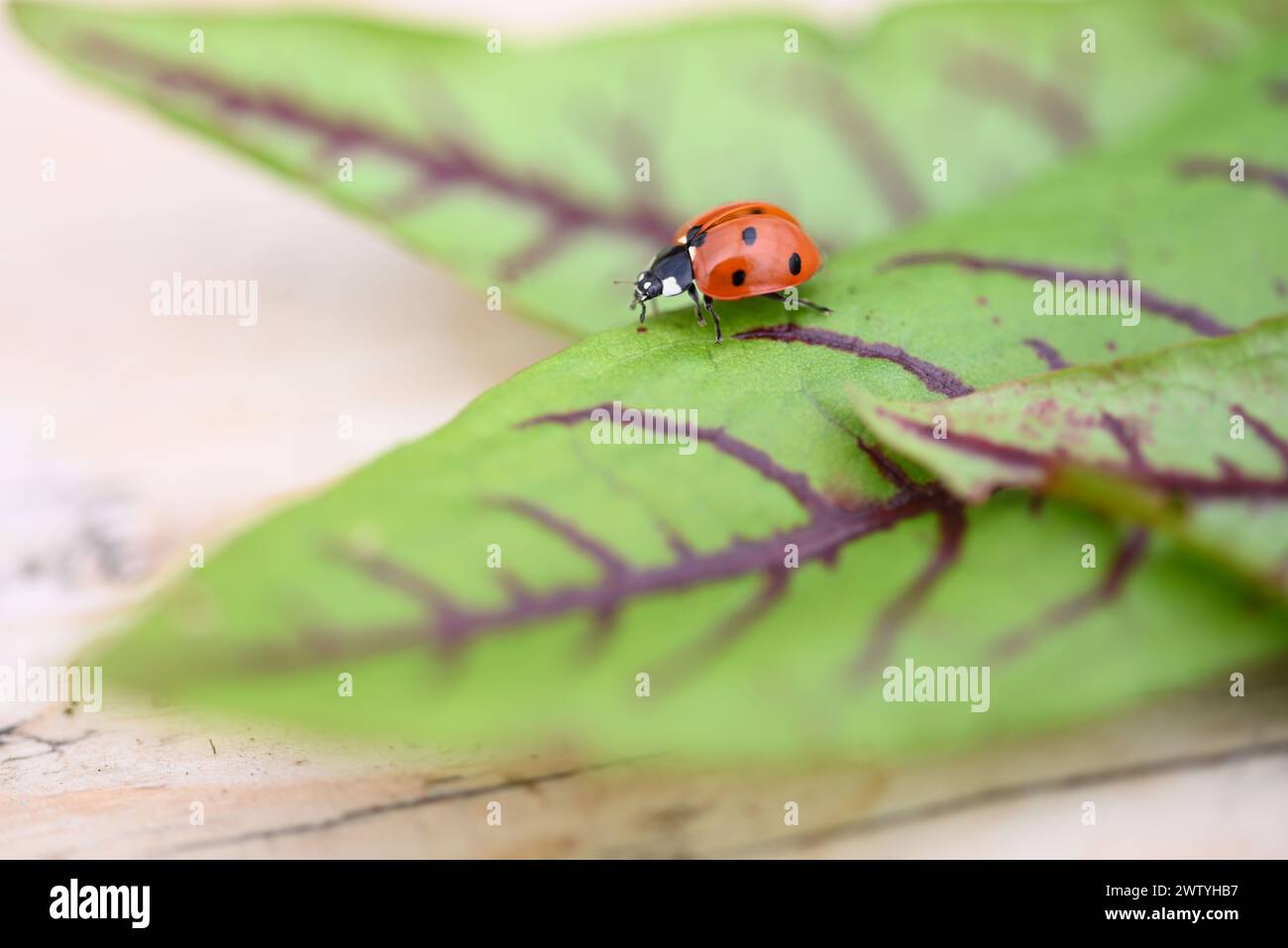 An arthropod insect known as a ladybug is perched on a green leaf. Ladybugs are beneficial organisms that help control pests like red bugs Stock Photo