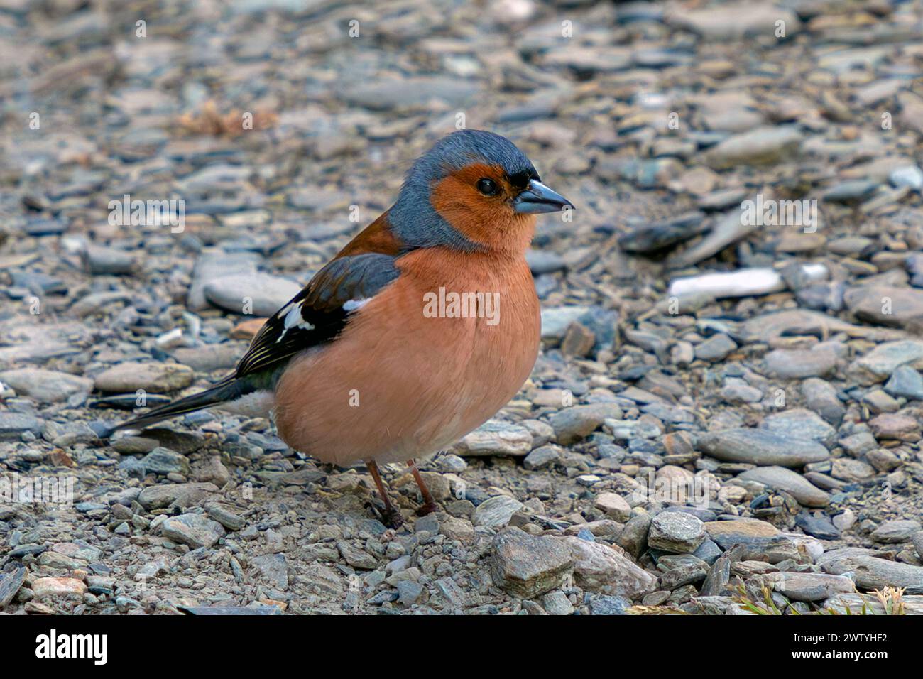 A chaffinch or pahirini (Fringilla coelebs), also called a Eurasian chaffinch or common chaffinch, is seen at Hawea Conservation Park in southern New Stock Photo