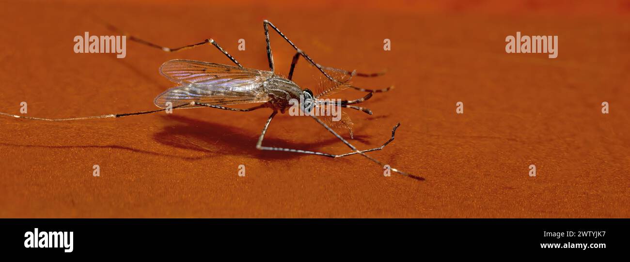 Hungry common house mosquito, Culex pipiens, macro photo, lateral horizontal view Stock Photo