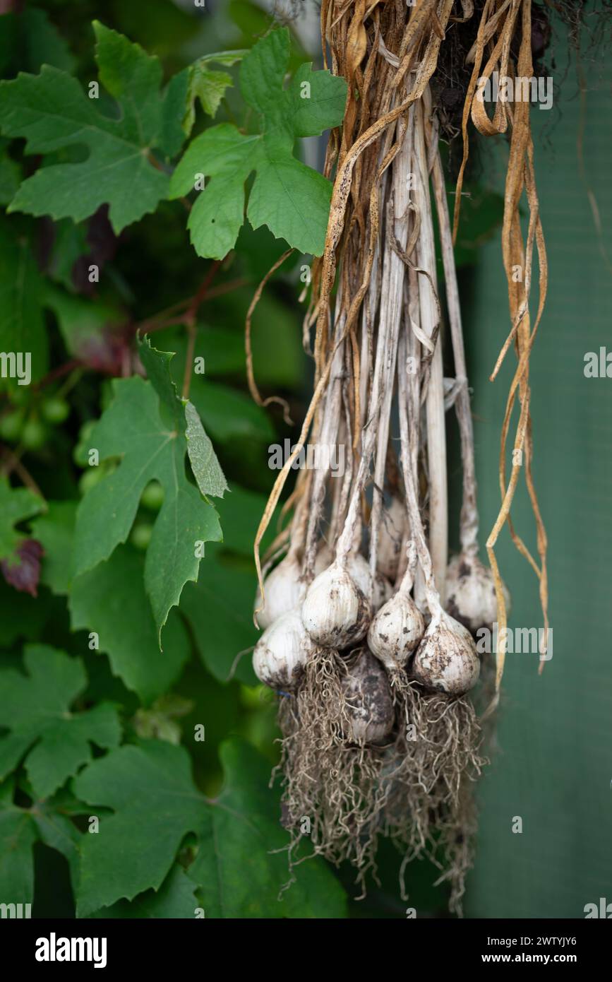 Bulbous roots hires stock photography and images Alamy