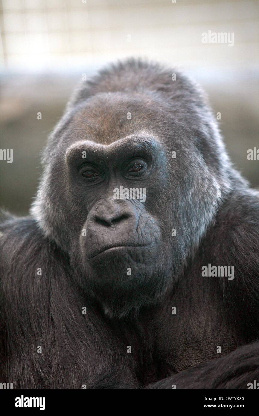 COLO, THE WORLDS FIRST GORILLA BORN IN CAPTIVITY, CELEBRATES HER 50TH ...