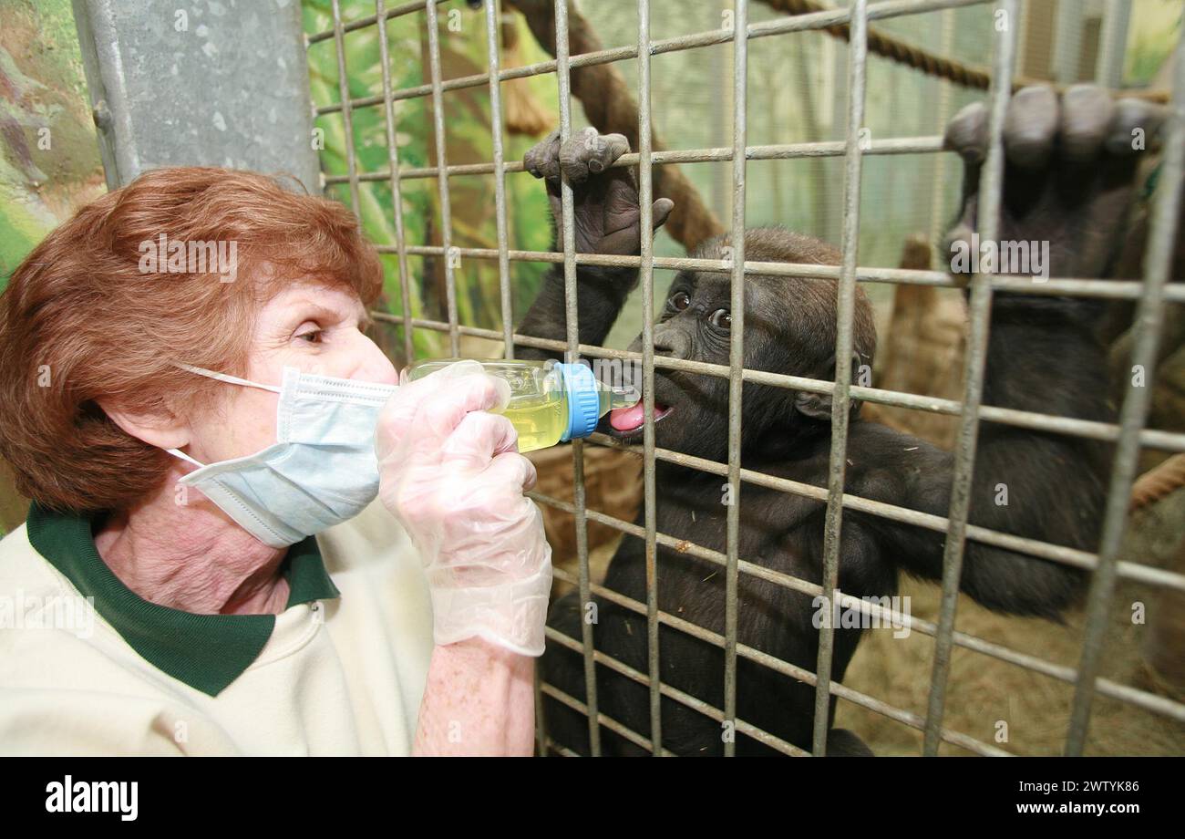surrogate-gorilla-mum-barb-jones-feeding-baby-umande-the-latest