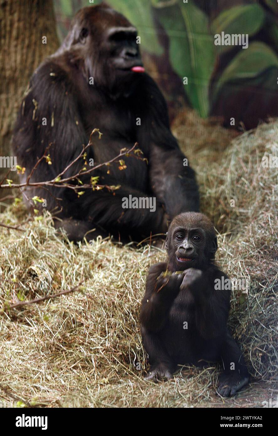 surrogate-gorilla-mum-lulu-with-umande-the-latest-addition-to-the
