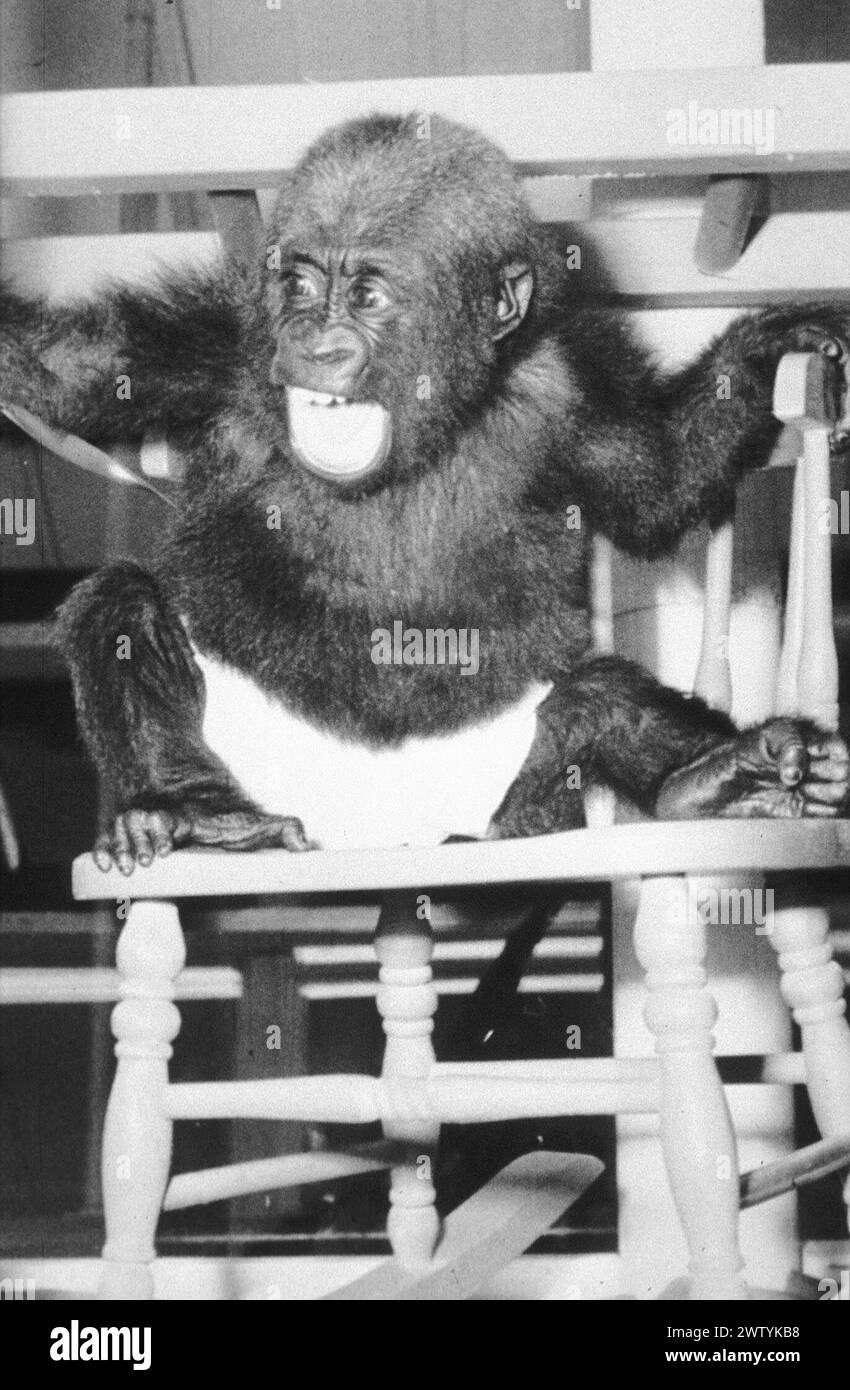 gorilla-surrogacy-programme-black-and-white-stock-photos-images-alamy