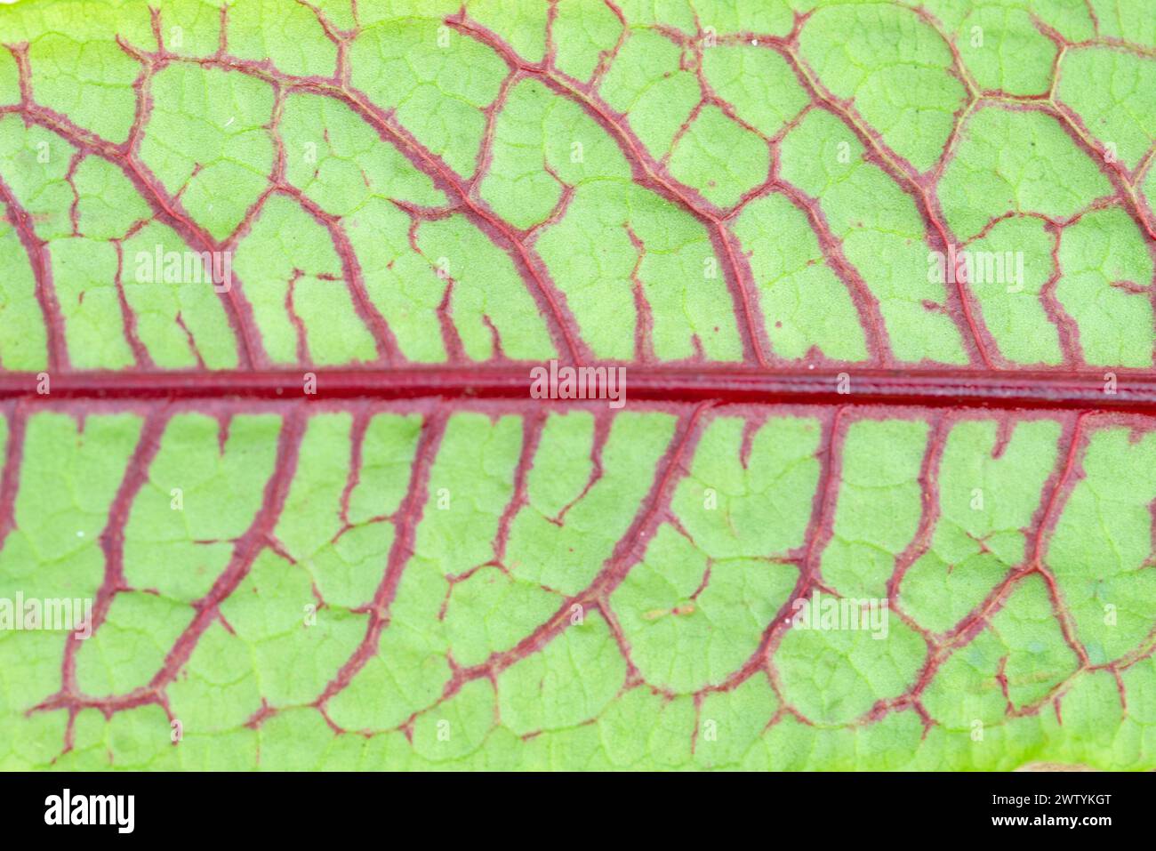 a close up of a green leaf with red veins Stock Photo