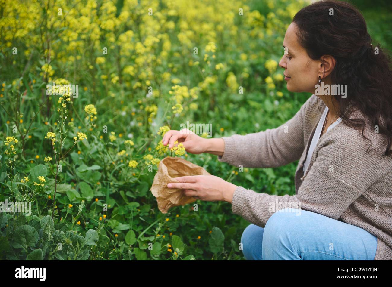 Relaxed happy woman herbalist, botanist pharmacist picking organic medicinal herbs and flowers in eco friendly meadow outdoors, for preparing deliciou Stock Photo
