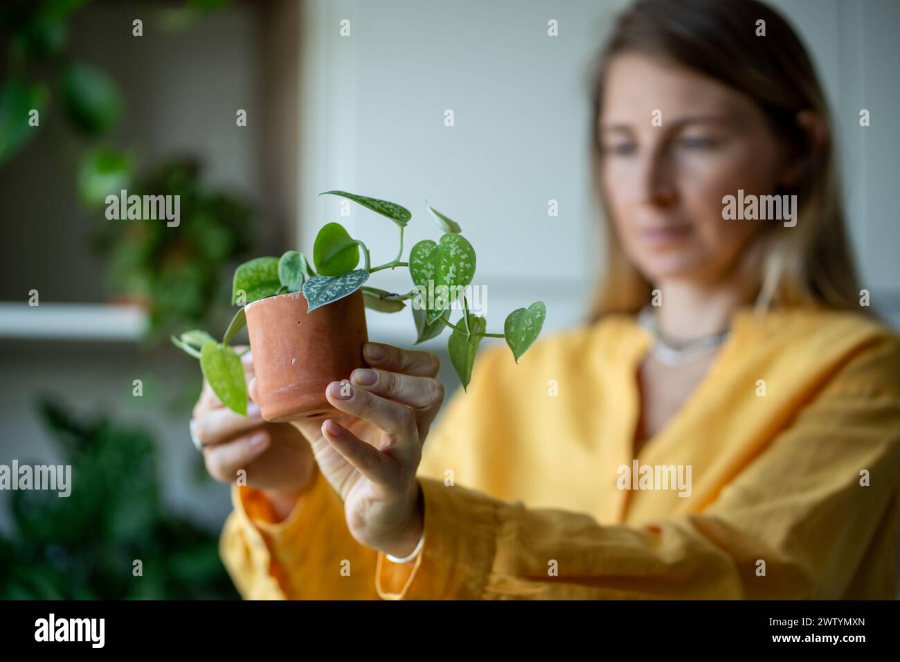 Interested woman look at new plants Scindapsus after buying in plant shop holding in hand at home.  Stock Photo