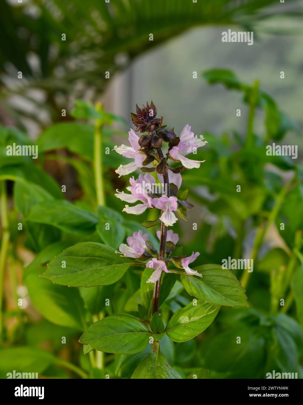 Pink Basil Basil plant outdoor white flowers hi-res stock photography and images ...