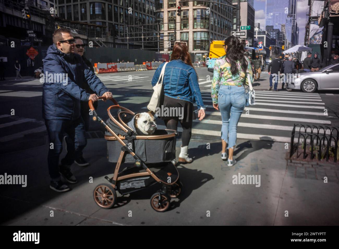 Dog walking in the Chelsea neighborhood in New York on Saturday, March 16, 2024. (© Richard B. Levine) Stock Photo