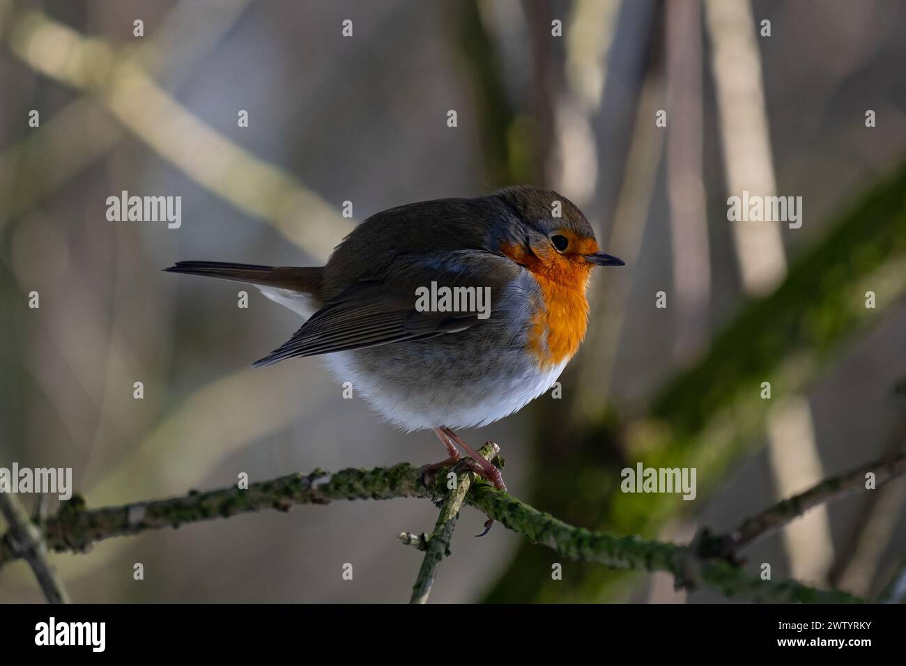 Winter puffball robin (Erithacus rubecula), Amsterdam - Netherlands Stock Photo