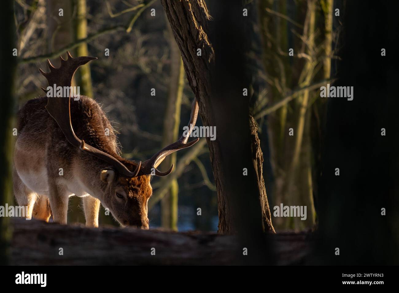 Fallow deer (Dama dama) amidst winter woodland, Amsterdamse Waterleidingduinen - Netherlands Stock Photo