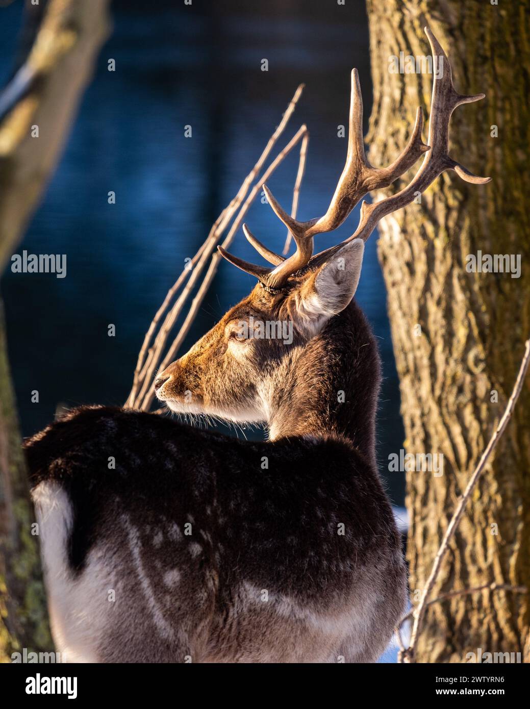 Profile Portrait of a Fallow deer (Dama dama) in Golden Glow, Amsterdamse Waterleidingduinen - Netherlands Stock Photo