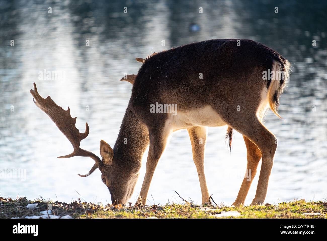Fallow deer (Dama dama) by the Sunset-Kissed Lake, Amsterdamse Waterleidingduinen Stock Photo