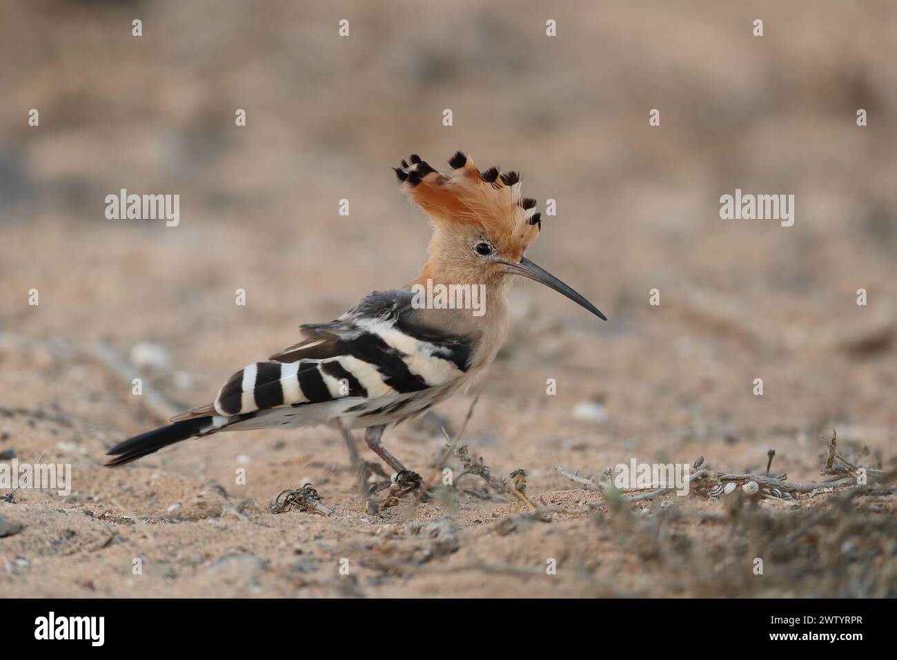 Hoopoe are another species with sedentary populations and migratory birds.  They are a common species on the Canary Islands Stock Photo