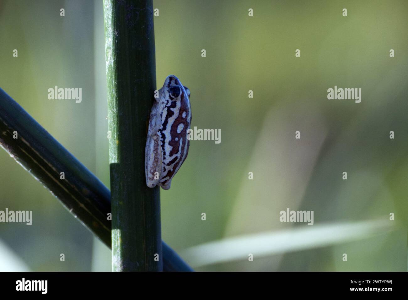 Angolan Painted Reed Frog in the Okavango Delta in Botswana, Southern Africa Stock Photo