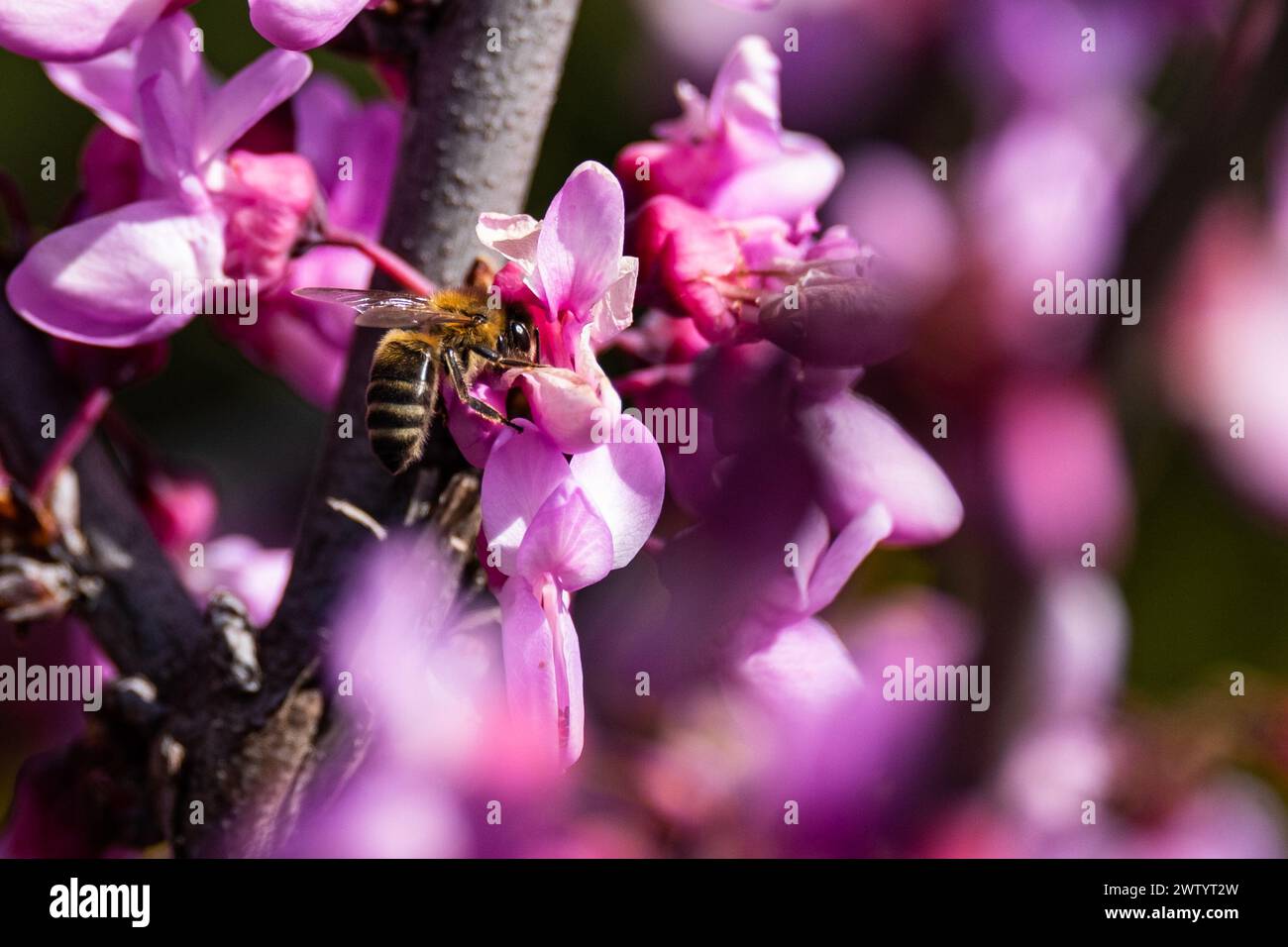 Honey bee (Apis melifera) foraging in vibrant pink blossoms, Occitanie - France Stock Photo