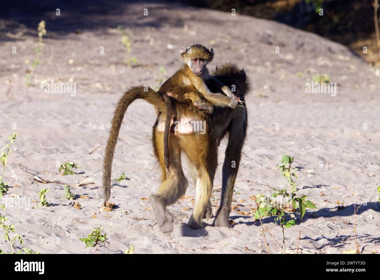 Young baboon hitching a ride on a Baboon's back, as seen while on ...