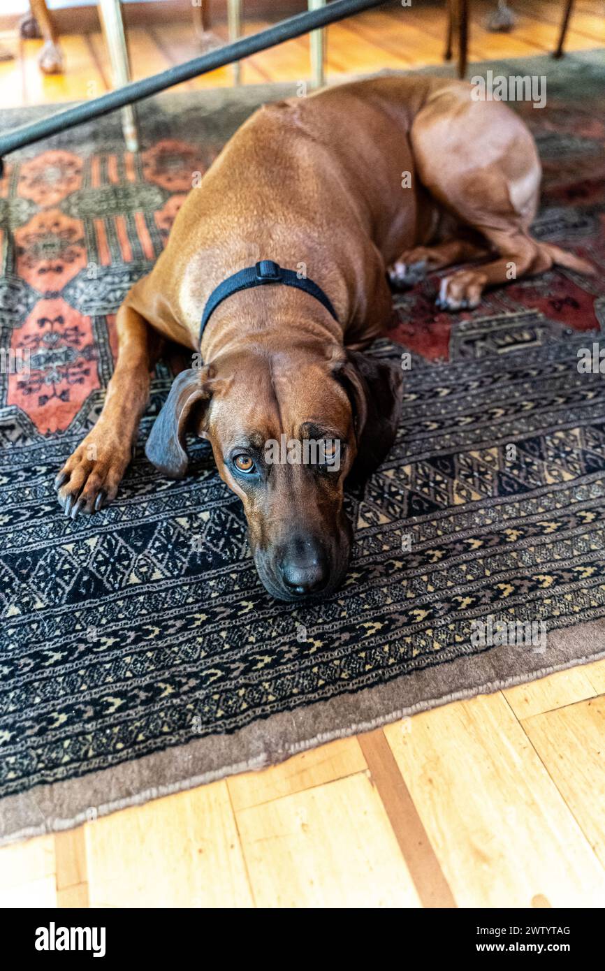 Beautiful Rhodesian ridgeback dog resting in a carpet Stock Photo