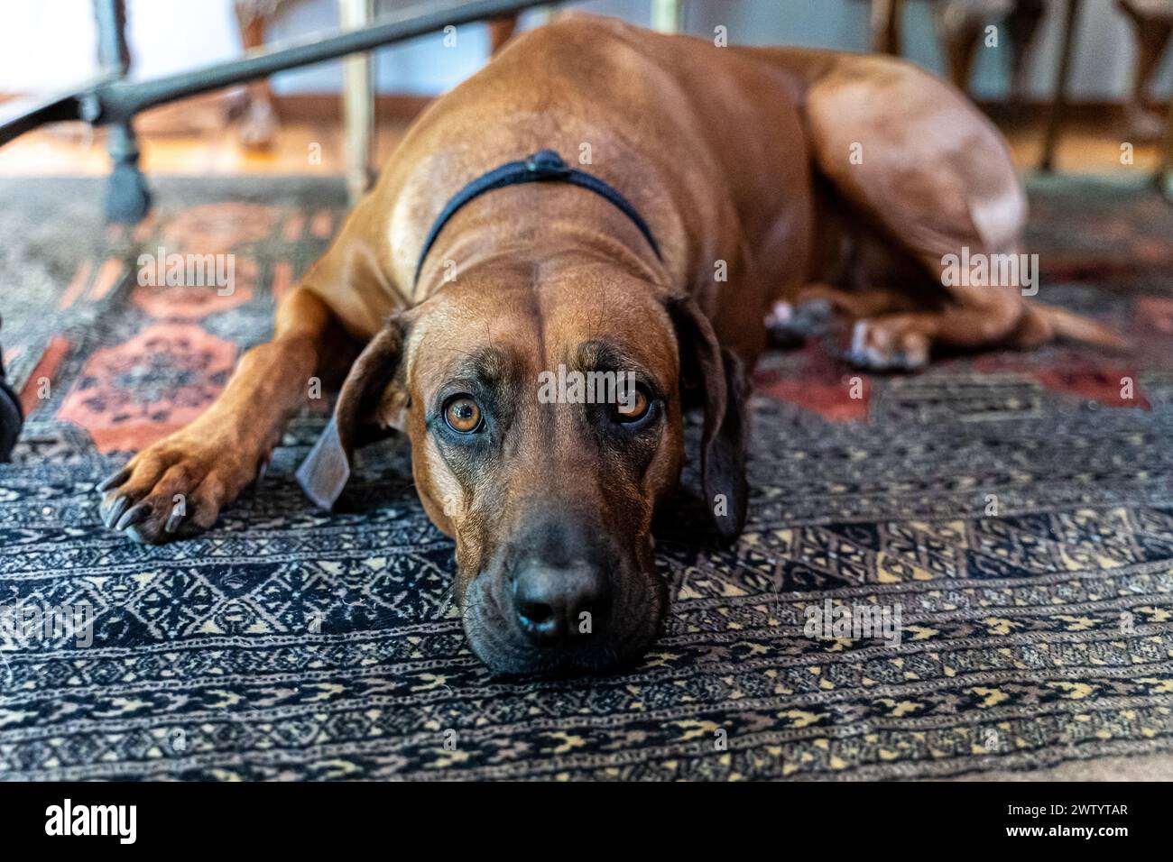 Beautiful Rhodesian ridgeback dog resting in a carpet Stock Photo