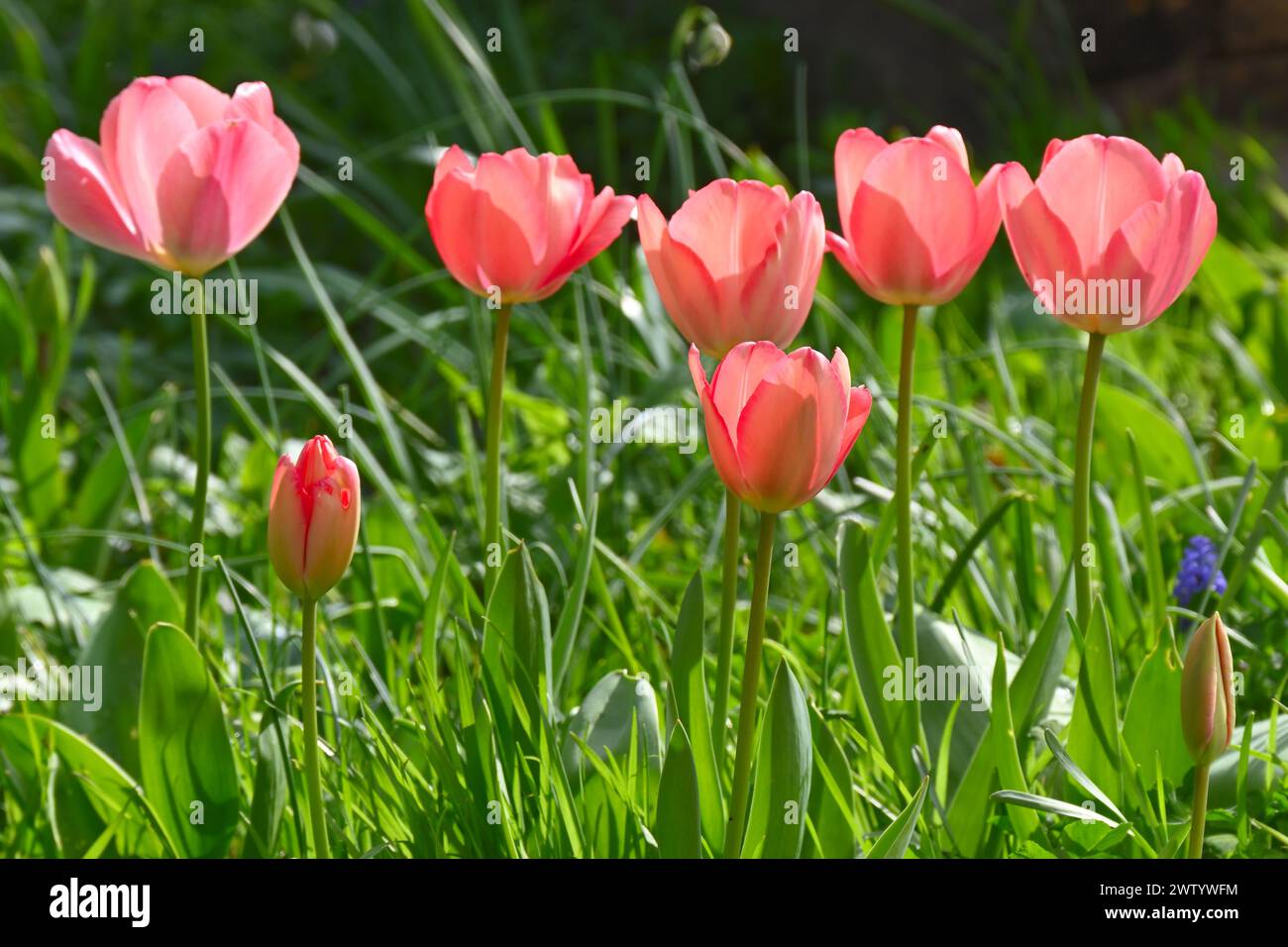 Newly opened pink spring flowers of tulip, tulipa Darwin Hybrid 'Mystick Van Eijk' growing in grass in UK garden March Stock Photo
