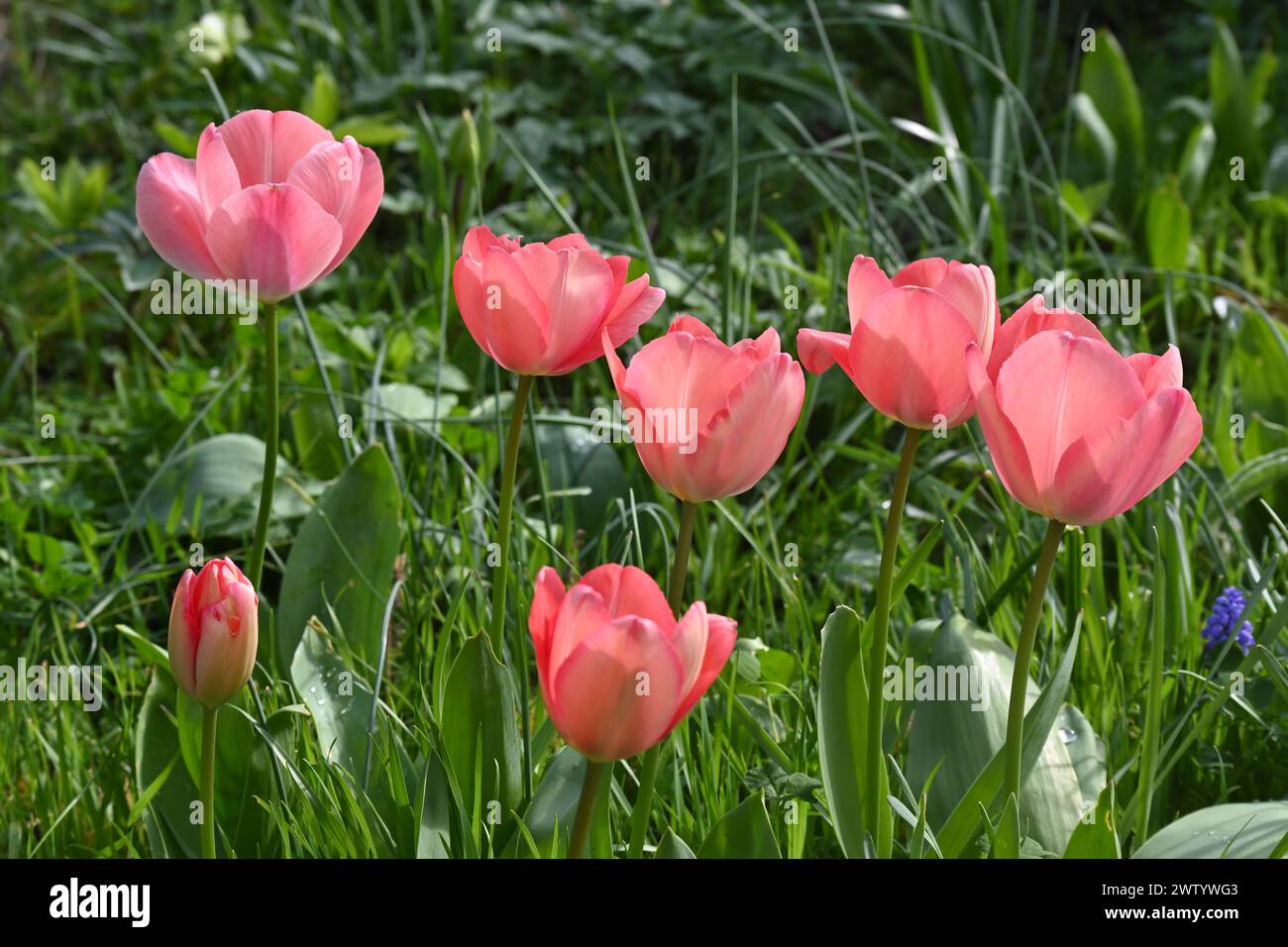 Newly opened pink spring flowers of tulip, tulipa Darwin Hybrid 'Mystick Van Eijk' growing in grass in UK garden March Stock Photo