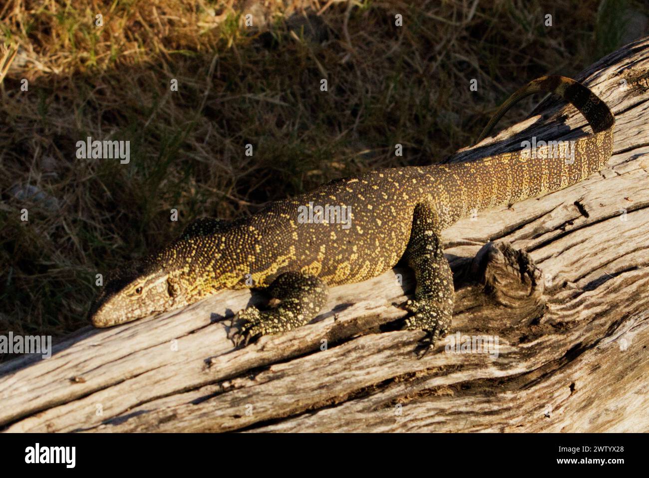 as seen while on Safari in Chobe National Park, Botswana, Southern Africa Stock Photo