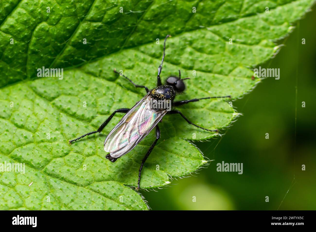 Bibio marci is a fly from the family Bibionidae called March flies and