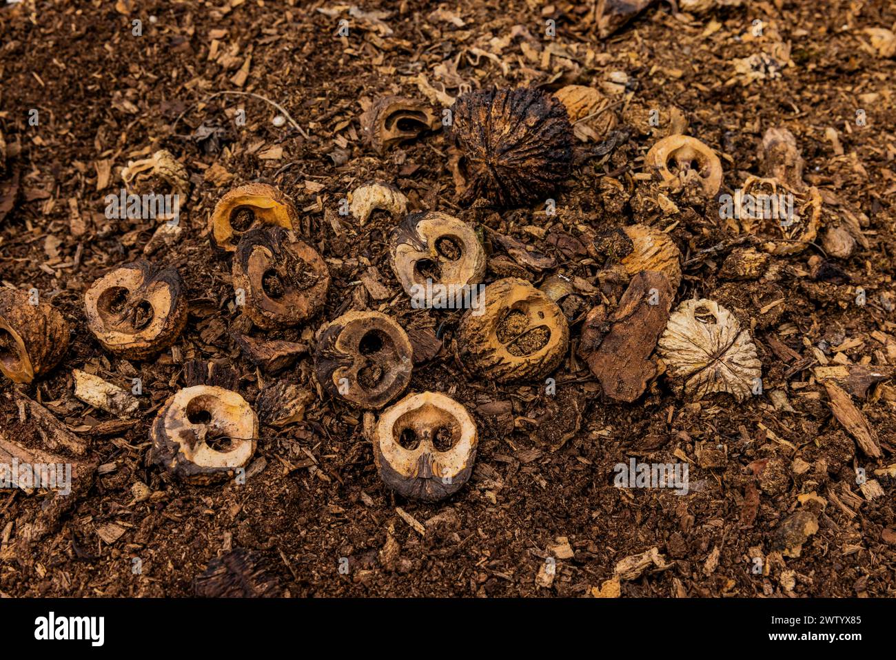 Black Walnut, Juglans nigra, nutshells opened by an American Red Squirrel in Pilot Knob State Park, Iowa, USA Stock Photo