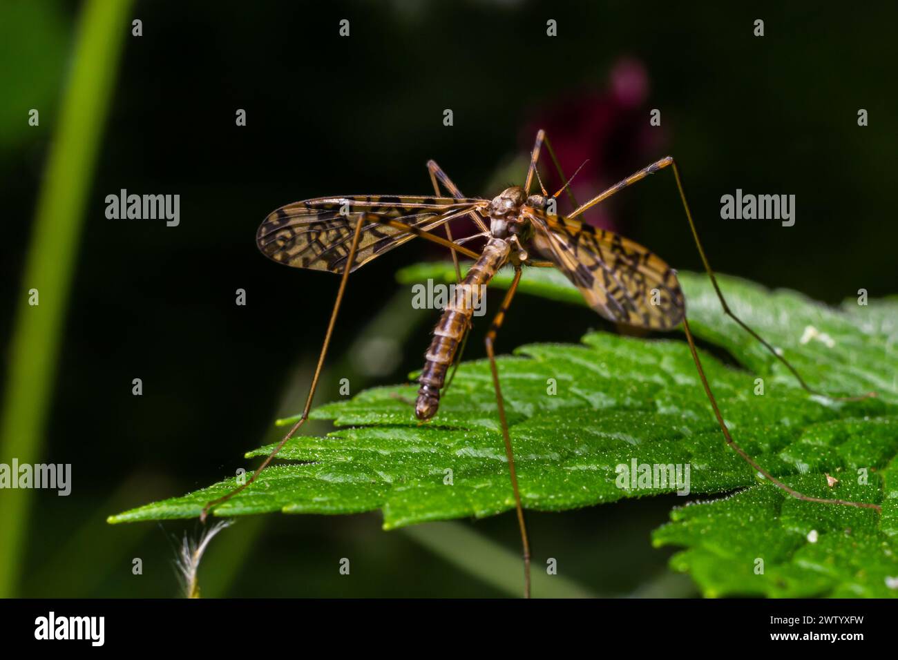 A crane fly Tipula maxima resting on a nettle leaf in early summer. Stock Photo