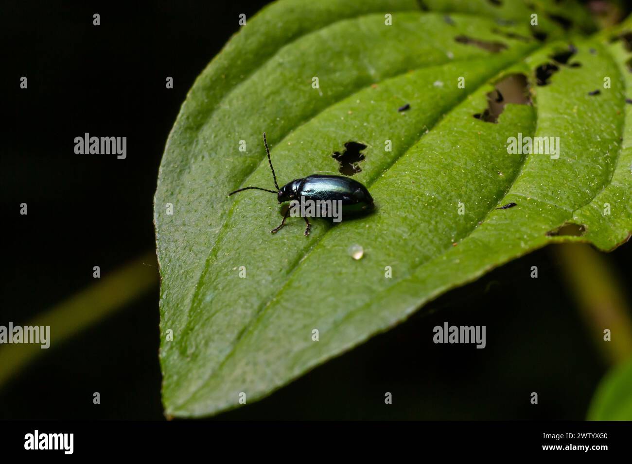 Altica birmanensis hi-res stock photography and images - Alamy