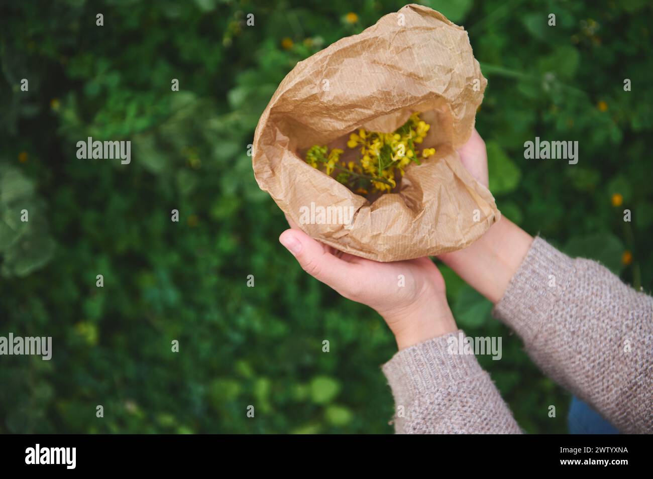 Naturopathy, aromatherapy, herbal alternative medicine. Top view hands of herbalist holding a recyclable paper bag with healing medicinal flowers whil Stock Photo