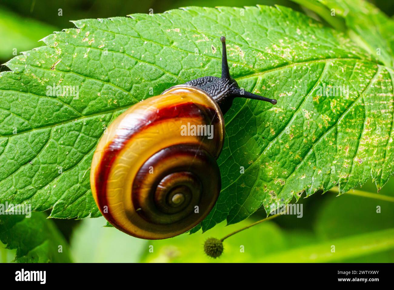 garlic-snail-oxychilus-alliarius-hi-res-stock-photography-and-images