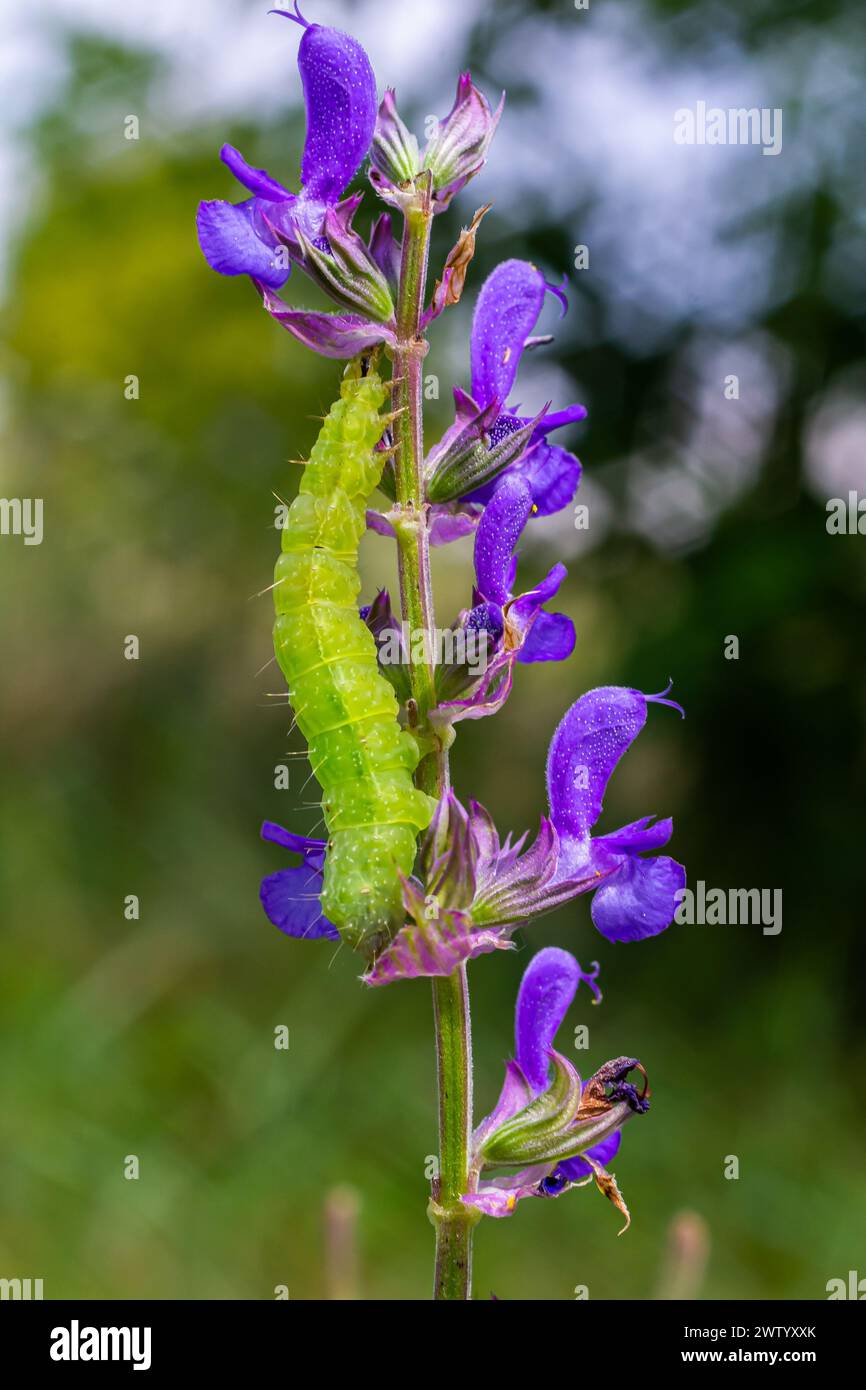 Caterpillar sliding along a stalk of sage with green background. Stock Photo