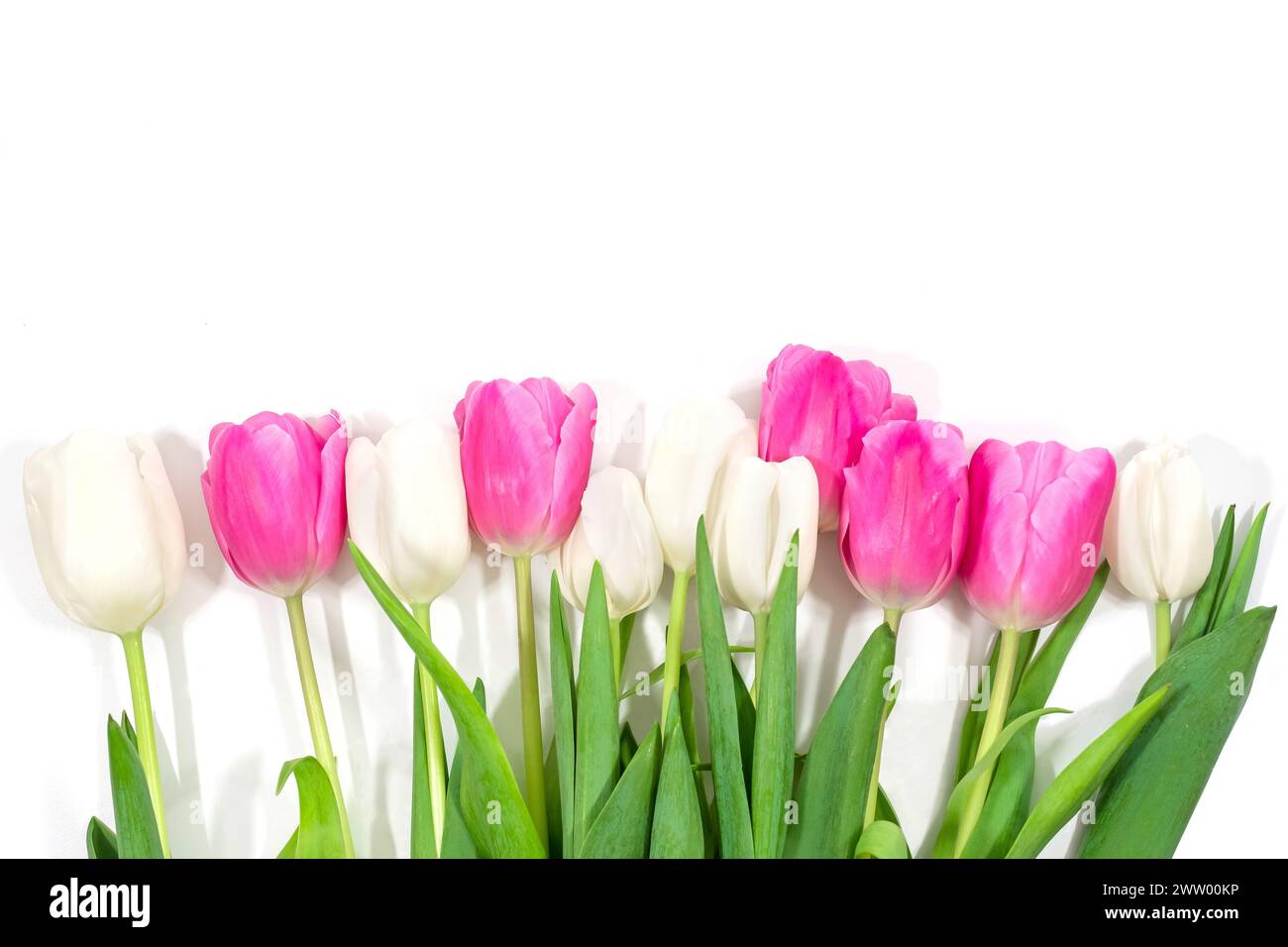 Tulip wild romance hi-res stock photography and images - Alamy