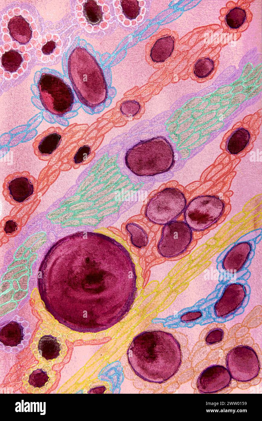 Photocyte Patterns Astrocytes hi-res stock photography and images - Alamy