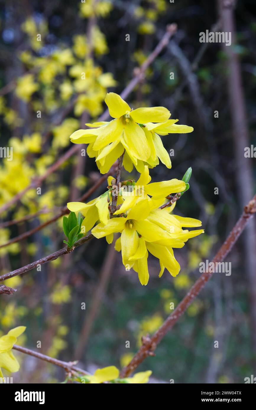 Yellow Forsythia Blossoms Closeup Stock Photo