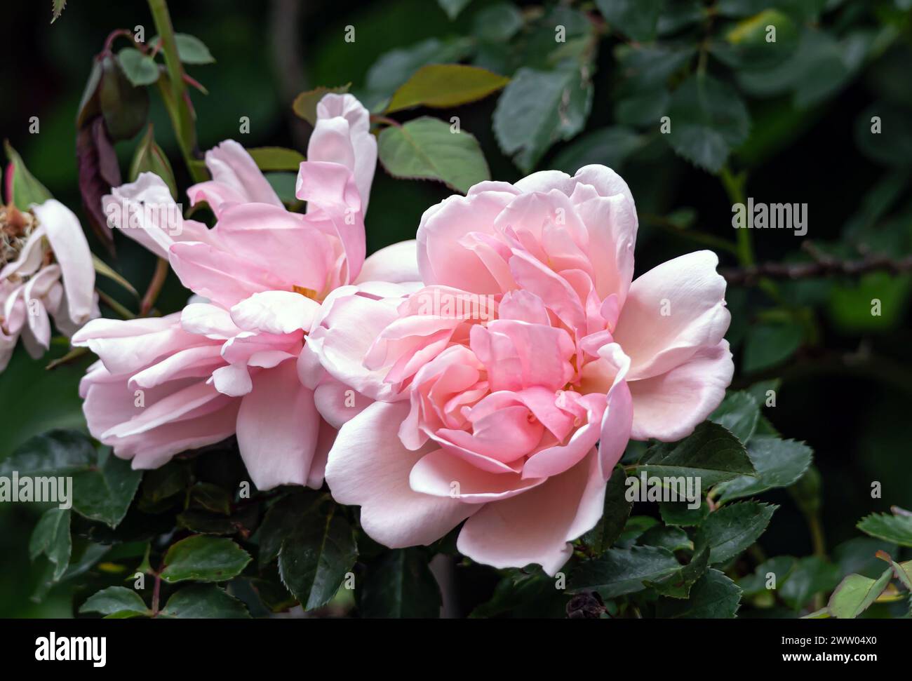Two blossoming buds Roses Morgengruss surrounded by green foliage of a bush, in the garden. Rosa Felicia Albertine. Salmon pink color flowers, close u Stock Photo