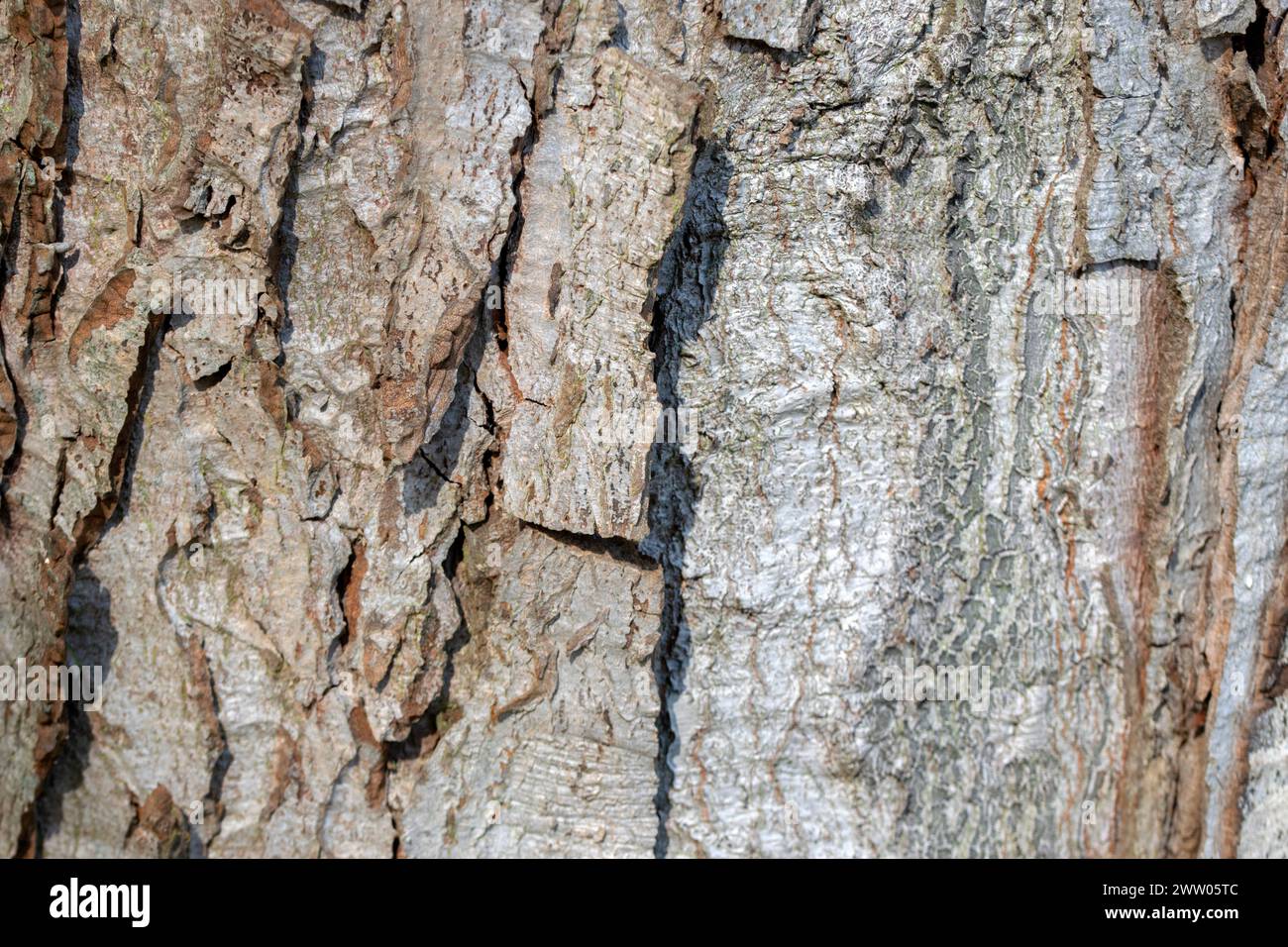 Silver maple bark acer saccharinum hi-res stock photography and images ...
