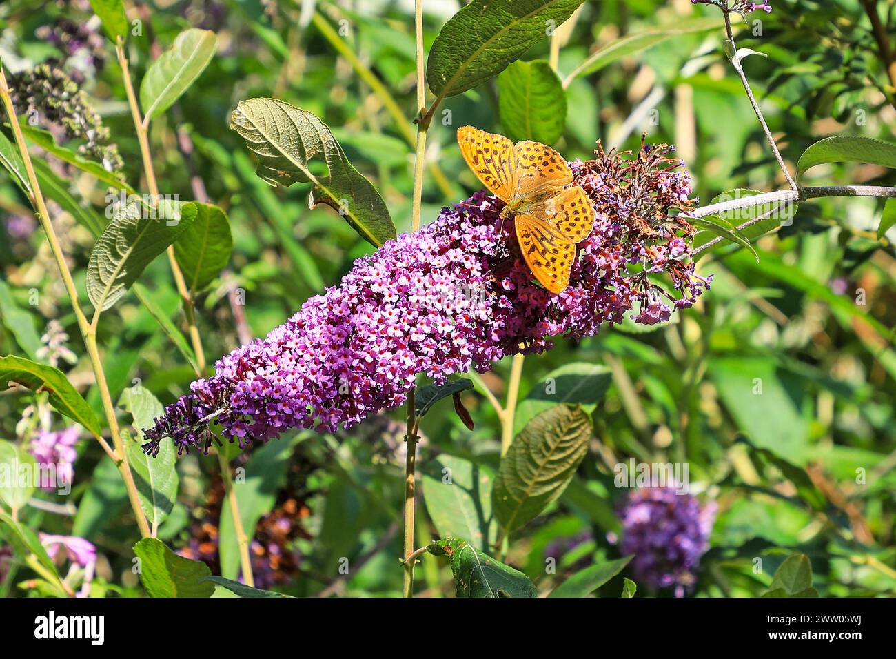 A close up shot of a Silver-washed Fritillary (Argynnis paphia) butterfly, Cornwall, England, UK Stock Photo