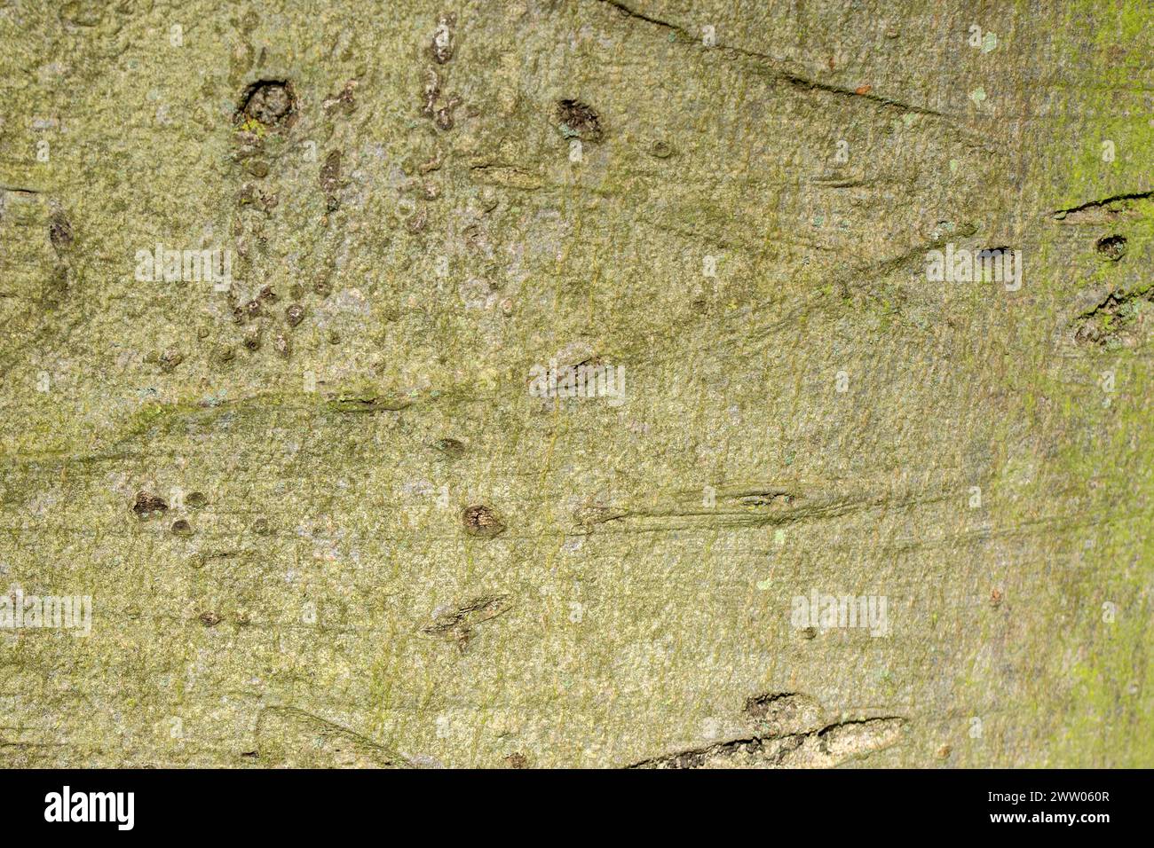 Close Up Of A Fagus Sylvatica Bark At Amsterdam The Netherlands 14-3-2024 Stock Photo