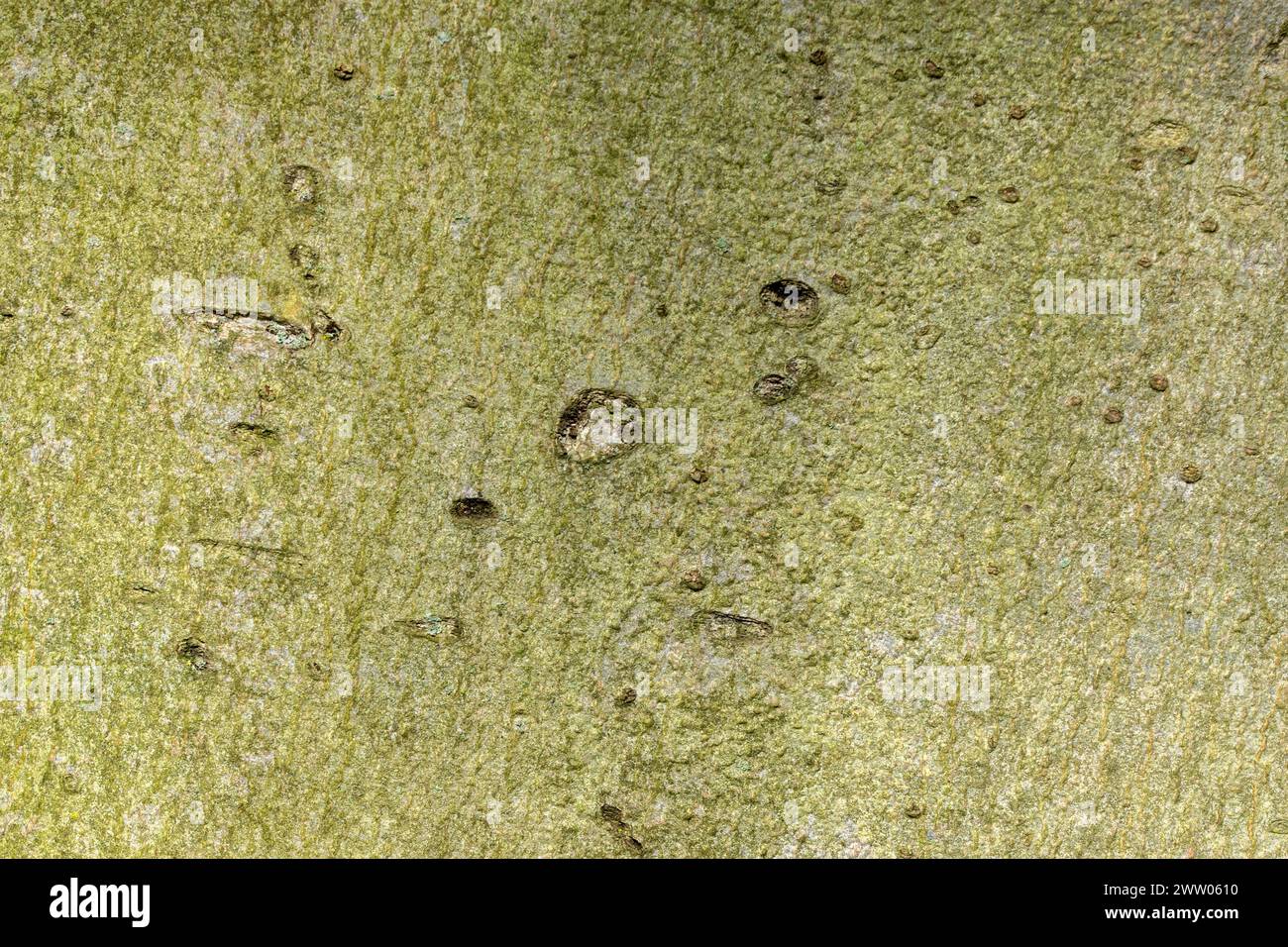 Close Up Of A Fagus Sylvatica Bark At Amsterdam The Netherlands 14-3-2024 Stock Photo