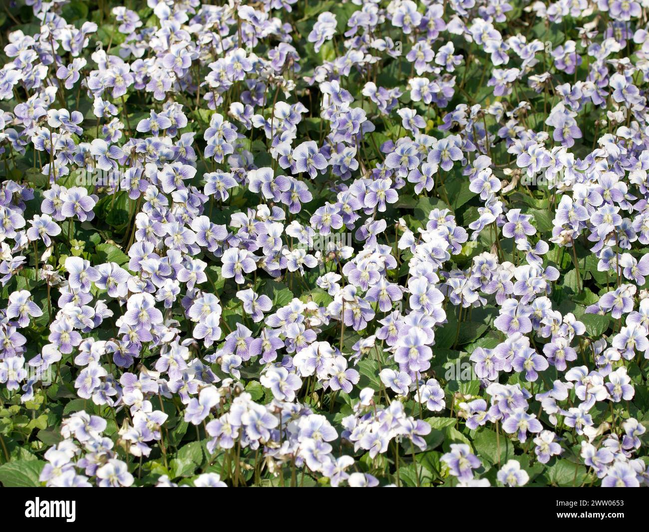 common blue violet, common meadow violet, purple violet, woolly blue violet, hooded violet, Violette de la Pentecôte, Viola sororia, amerikai ibolya Stock Photo